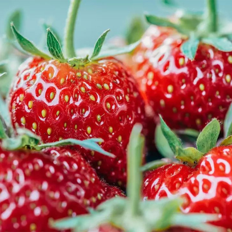 Mansikkajauhe Mansikkajauhe